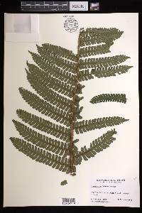 Cyathea ursina image