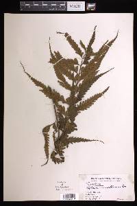 Asplenium lobulatum image