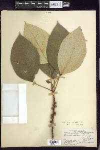 Ficus grossularioides image