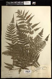 Cyathea ferruginea image