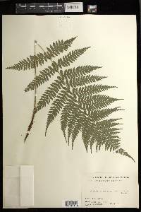 Athyrium yokoscense image