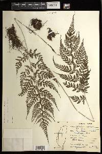 Athyrium iseanum image