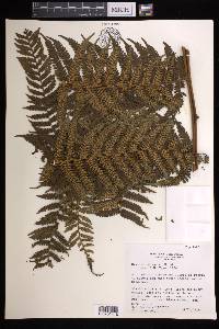 Cyathea squamipes image