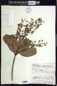 Blepharandra heteropetala image