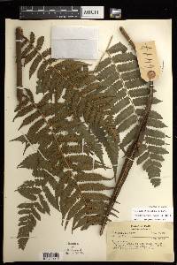 Cyathea pungens image