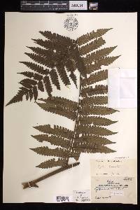 Cyathea fusca image