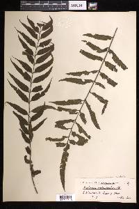 Asplenium marattioides image