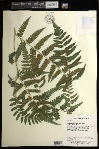 Diplazium hachijoense image