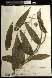 Dendrobium chrysanthum image