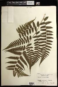 Diplazium hachijoense image