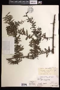 Cyathea auriculifera image