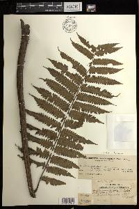 Diplazium fructuosum image