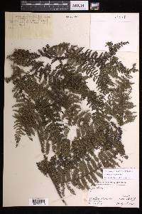 Cyathea auriculifera image