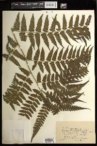Diplazium hachijoense image