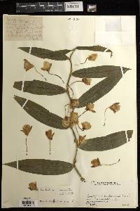 Dendrobium chrysanthum image