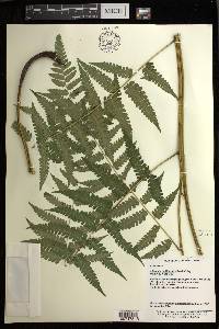 Diplazium hachijoense image