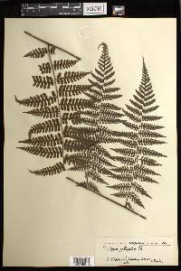 Diplazium cyatheifolium image