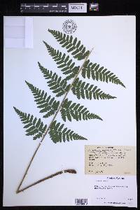 Dryopteris × boottii image