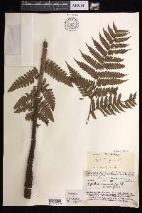 Cyathea fusca image