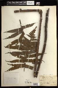 Diplazium fructuosum image