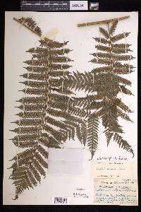 Cyathea felina image