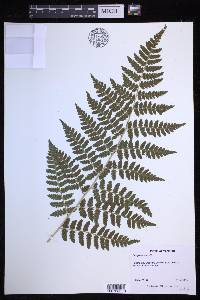 Dryopteris × boottii image