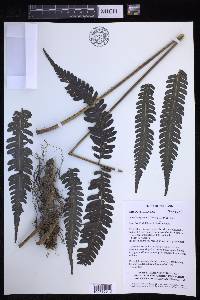 Pteridrys syrmatica image