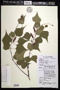 Betula populifolia image