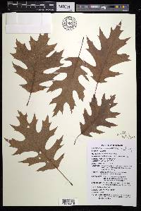 Quercus shumardii image