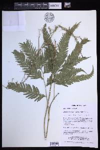 Selaginella wallichii image