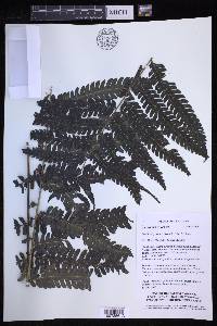 Pteridrys syrmatica image