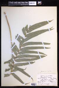 Lomariopsis tenuifolia image