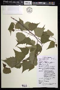 Betula populifolia image