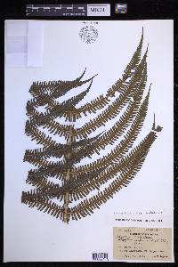 Glaphyropteridopsis erubescens image