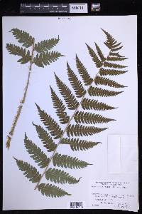 Dryopteris celsa image