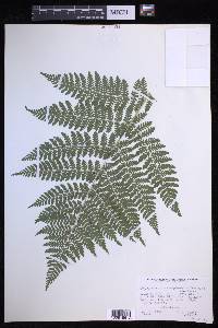 Dryopteris campyloptera image