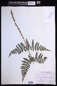 Dryopteris campyloptera image