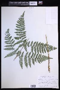 Dryopteris campyloptera image