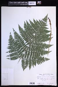 Dryopteris campyloptera image