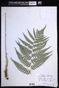 Dryopteris celsa image