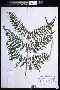 Dryopteris campyloptera image