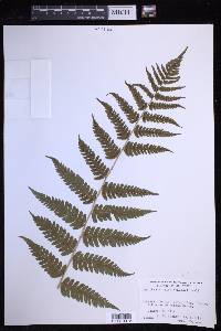 Dryopteris celsa image