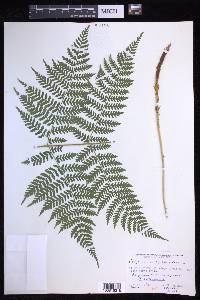 Dryopteris campyloptera image