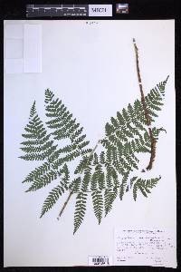 Dryopteris campyloptera image