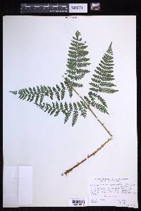 Dryopteris campyloptera image