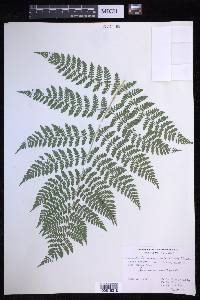 Dryopteris campyloptera image