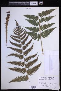 Dryopteris celsa image