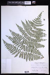 Dryopteris campyloptera image