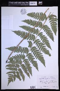 Dryopteris celsa image