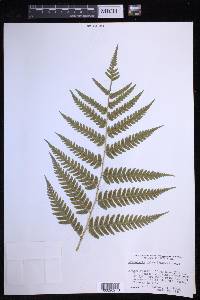 Dryopteris celsa image